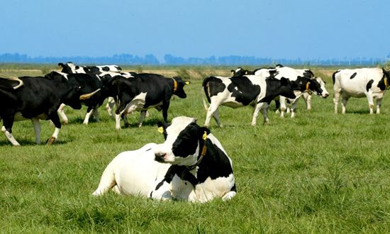 China will implement the "five actions" to promote the construction of modern dairy industry